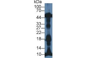 Western Blot; Sample: Rat Heart lysate; Primary Ab: 1µg/ml Rabbit Anti-Mouse NT-ProANP Antibody Second Ab: 0. (PRO-ANP anticorps  (N-Term))