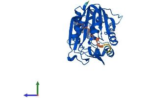 AlphaFold protein structure predicition of Human Recombinant PNMT Protein, UniprotID P11086