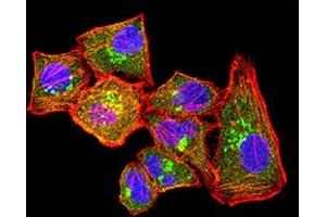 Immunofluorescence analysis of Hela cells using CLL1 mouse mAb (green). (CLEC12A anticorps  (AA 65-265))