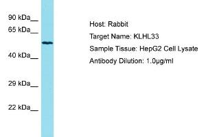 Host: Rabbit Target Name: KLHL33 Sample Tissue: Human HepG2 Whole Cell Antibody Dilution: 1ug/ml (KLHL33 anticorps  (N-Term))