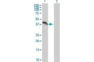 Western Blot analysis of ZFP42 expression in transfected 293T cell line by ZFP42 MaxPab polyclonal antibody. (ZFP42 anticorps  (AA 1-310))