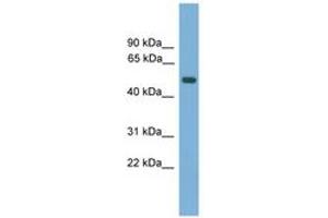 Image no. 1 for anti-Amnionless (AMN) (AA 35-84) antibody (ABIN6746315) (AMN anticorps  (AA 35-84))
