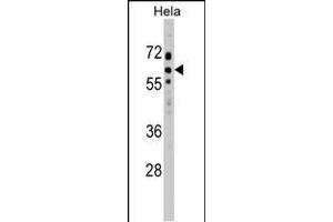 SOCS7 Antibody (C-term) (ABIN1537362 and ABIN2848756) western blot analysis in Hela cell line lysates (35 μg/lane). (SOCS7 anticorps  (C-Term))