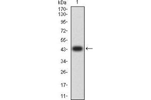 Western blot analysis using TNFSF13B mAb against human TNFSF13B (AA: 116-278) recombinant protein. (BAFF anticorps  (AA 116-278))