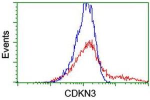 HEK293T cells transfected with either RC213080 overexpress plasmid (Red) or empty vector control plasmid (Blue) were immunostained by anti-CDKN3 antibody (ABIN2455061), and then analyzed by flow cytometry. (CDKN3 anticorps)