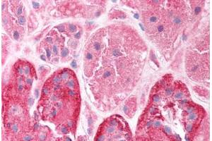 Human Kidney (formalin-fixed, paraffin-embedded) stained with CLIC5 antibody ABIN214746 at 2. (CLIC5 anticorps  (C-Term))