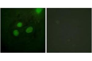 Immunofluorescence (IF) image for anti-Replication Protein A2, 32kDa (RPA2) (AA 10-59) antibody (ABIN2888859) (RPA2 anticorps  (AA 10-59))