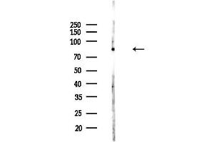 anti-Myeloid Zinc Finger 1 (MZF1) (N-Term) antibody