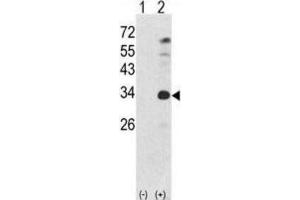 Western Blotting (WB) image for anti-Nanog Homeobox (NANOG) antibody (ABIN2998310) (Nanog anticorps)