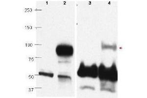 Western blots using  affinity purified anti-PRDM1/BLIMP1 antibody show detection of overexpressed PRDM1/BLIMP1 in whole transfected Raji cell lysate (lane 2) at ~88kDa. (PRDM1 anticorps  (C-Term))