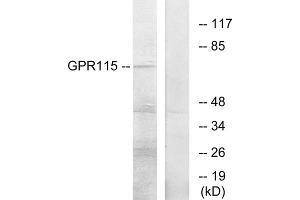 Western blot analysis of extracts from COLO205 cells, using GPR115 antibody. (G Protein-Coupled Receptor 115 anticorps  (Internal Region))