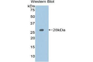 Western Blotting (WB) image for anti-Signaling Lymphocytic Activation Molecule Family Member 1 (SLAMF1) (AA 19-236) antibody (ABIN1860566) (SLAMF1 anticorps  (AA 19-236))