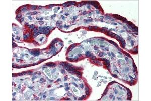 Immunohistochemical staining of Placenta using AP31138PU-N ERP44 antibody