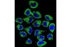 anti-Coatomer Protein Complex, Subunit epsilon (COPE) (AA 280-308), (C-Term) antibody