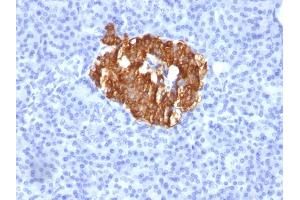 Formalin-fixed, paraffin-embedded human Pancreas stained with Insulin Monoclonal Antibody (K36aC10). (Insulin anticorps)