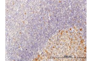 Immunoperoxidase of purified MaxPab antibody to C10orf7 on formalin-fixed paraffin-embedded human tonsil.