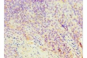 Immunohistochemistry of paraffin-embedded human tonsil tissue using ABIN7172045 at dilution of 1:100