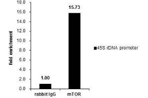 ChIP Image Cross-linked ChIP was performed with 293T chromatin extract and 5 μg of either control rabbit IgG or anti-mTOR antibody. (MTOR anticorps  (C-Term))