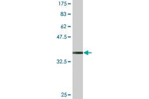 Western Blot detection against Immunogen (37. (PCDH10 anticorps  (AA 18-127))