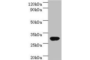 Western blot All lanes: rbsK antibody at 2 μg/mL + DH5a whole cell lysate Secondary Goat polyclonal to rabbit IgG at 1/10000 dilution Predicted band size: 33 kDa Observed band size: 33 kDa (Ribokinase anticorps  (AA 1-309))
