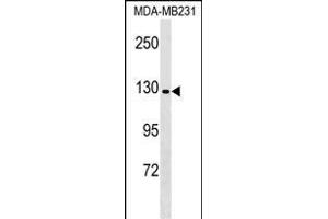 CNTN Antibody (C-term) (ABIN1536683 and ABIN2848914) western blot analysis in MDA-M cell line lysates (35 μg/lane). (CNTNAP4 anticorps  (C-Term))