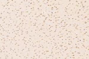 Immunohistochemistry analysis of paraffin-embedded mouse striatum using,ZNF154 (ABIN7076261) at dilution of 1: 4000