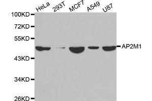 Western blot analysis of extracts of various cell lines, using AP2M1 antibody.