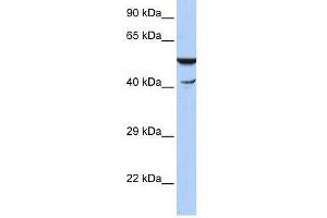 Western Blot showing HSPBAP1 antibody used at a concentration of 1-2 ug/ml to detect its target protein. (HSPBAP1 anticorps  (N-Term))