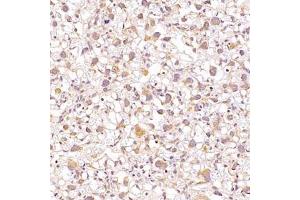 Immunohistochemistry analysis of paraffin-embedded mouse placentausing ALG6 (ABIN7073127) at dilution of 1:1200 (ALG6 anticorps)