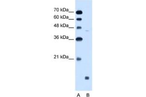 Western Blotting (WB) image for anti-Sphingosine-1-Phosphate Receptor 5 (S1PR5) antibody (ABIN2462616) (S1PR5 anticorps)