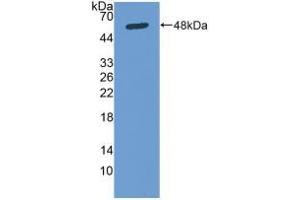 Western blot analysis of recombinant Human Osteonectin. (SPARC anticorps  (AA 18-303))