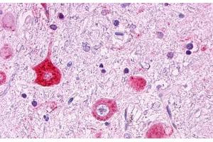 Image no. 1 for anti-G Protein-Coupled Receptor 151 (GPR151) (Cytoplasmic Domain) antibody (ABIN1048737)