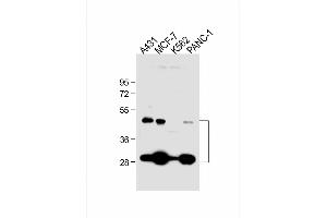 All lanes : Anti-CTSD Antibody at 1:1000 dilution Lane 1: A431 whole cell lysate Lane 2: MCF-7 whole cell lysate Lane 3: K562 whole cell lysate Lane 4: NC-1 whole cell lysate Lysates/proteins at 20 μg per lane. (Cathepsin D anticorps  (AA 1-412))