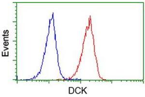 Image no. 2 for anti-Deoxycytidine Kinase (DCK) antibody (ABIN1497775) (DCK anticorps)