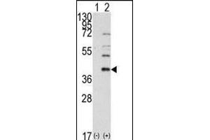 Western blot analysis of AOS1 (arrow) using rabbit polyclonal AOS1 Antibody (C-term) (ABIN389081 and ABIN2839278). (SAE1 anticorps  (C-Term))