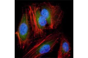 Immunofluorescence analysis of Hela cells using anti-MAP2K2 mAb (green). (MEK2 anticorps)