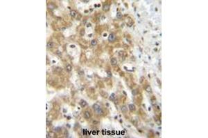NPS3A Antibody (Center) immunohistochemistry analysis in formalin fixed and paraffin embedded human liver tissue followed by peroxidase conjugation of the secondary antibody and DAB staining. (NIPSNAP3A anticorps  (Middle Region))