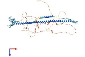 AlphaFold protein structure predicition of Human Recombinant TRIM29 Protein, UniprotID Q14134