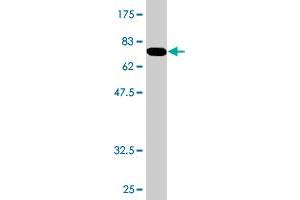 Western Blot detection against Immunogen (78. (ARMC6 anticorps  (AA 1-476))