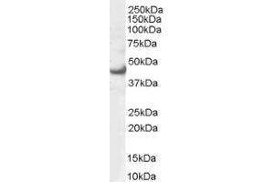 Image no. 1 for anti-Mitogen-Activated Protein Kinase 3 (MAPK3) (N-Term) antibody (ABIN374560) (ERK1 anticorps  (N-Term))