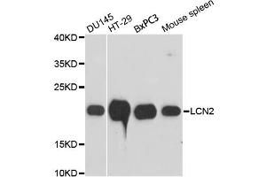 Western blot analysis of extracts of various cell lines, using LCN2 antibody (ABIN1873521) at 1:3000 dilution. (Lipocalin 2 anticorps)