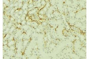 ABIN6277101 at 1/100 staining Mouse kidney tissue by IHC-P. (SORD anticorps  (Internal Region))