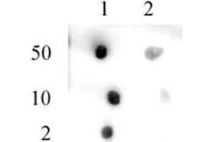 Pht1 / H2AZ acetyl pAb tested by dot blot analysis. (Pht1 / Histone H2A.Zac (N-Term) anticorps)