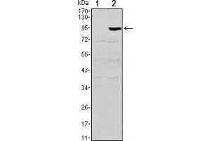 Western blot analysis using TNFRSF11B mAb against HEK293 (1) and TNFRSF11B(AA: 22-401)-hIgGFc transfected HEK293 (2) cell lysate.