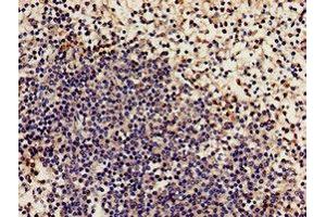 Immunohistochemistry analysis of human spleen tissue using ABIN7161498 at dilution of 1:100