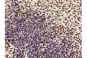 Immunohistochemistry analysis of human spleen tissue using ABIN7161498 at dilution of 1:100 (NCF2 anticorps  (AA 178-526))