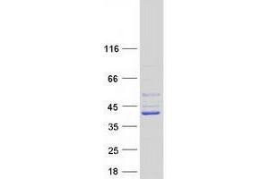 Validation with Western Blot