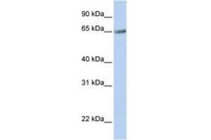Image no. 1 for anti-Transmembrane 9 Superfamily Member 1 (TM9SF1) (AA 144-193) antibody (ABIN6743324) (TM9SF1 anticorps  (AA 144-193))
