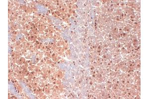 IHC analysis of HCN1 in frozen sections of mouse brain extract using HCN1 antibody. (HCN1 anticorps  (AA 778-910))