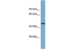 Host:  Rabbit  Target Name:  ZSCAN21  Sample Type:  COLO205 Whole cell lysates  Antibody Dilution:  1. (ZSCAN21 anticorps  (Middle Region))